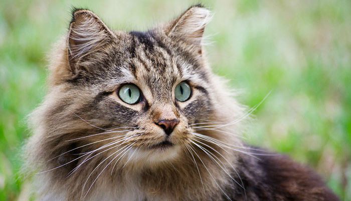 Кошка