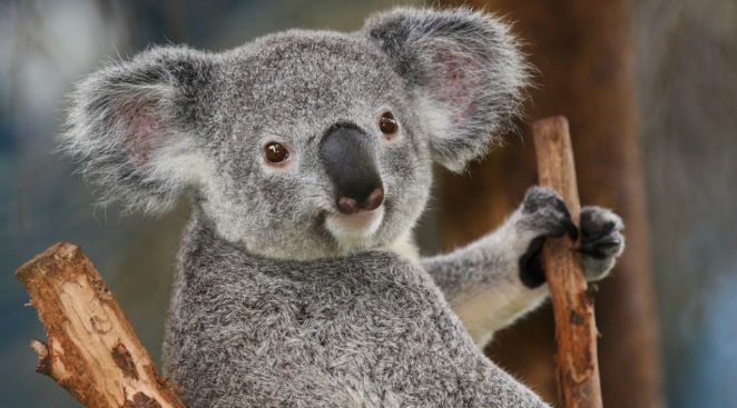 Коала